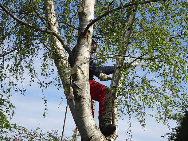 Best Tree Removal  in Sugar Grove, IL