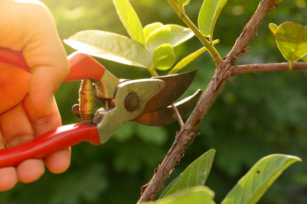 Best Fruit Tree Pruning  in Sugar Grove, IL